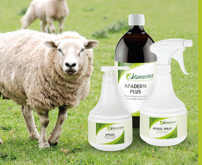 sheep products
